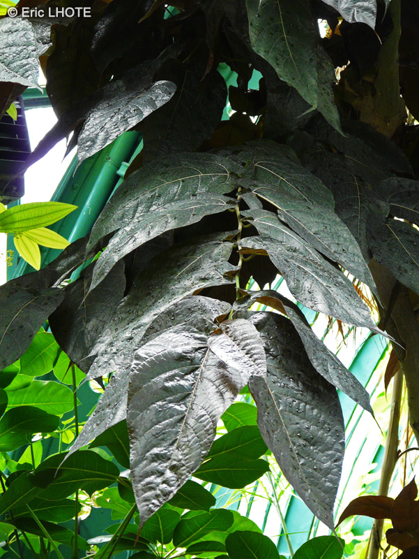  - Ficus aspera, Ficus cannonii - 