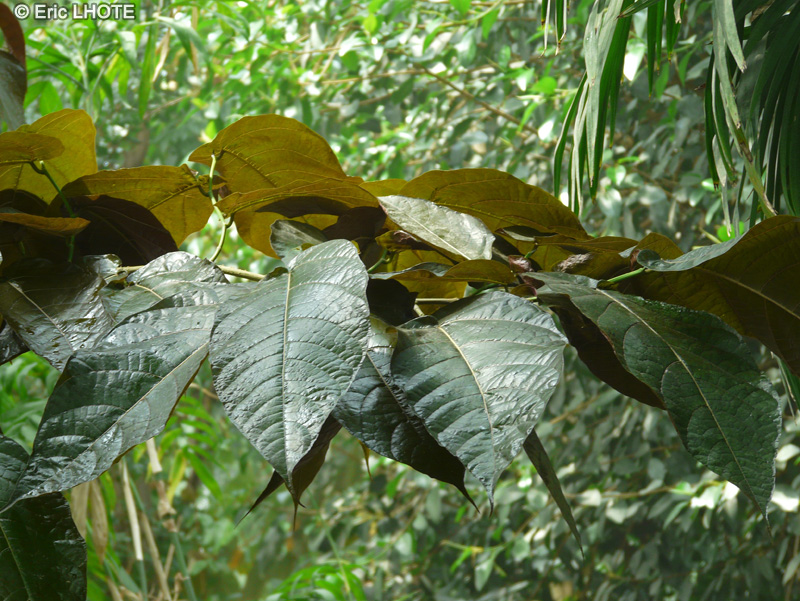  - Ficus aspera, Ficus cannonii - 