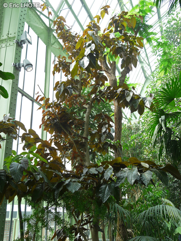  - Ficus aspera, Ficus cannonii - 