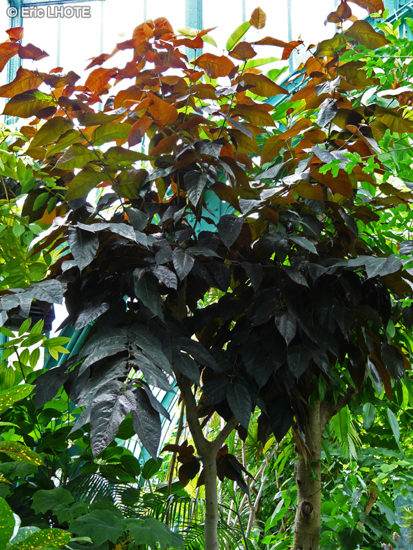 Moraceae - Ficus aspera, Ficus cannonii - Figuier clown