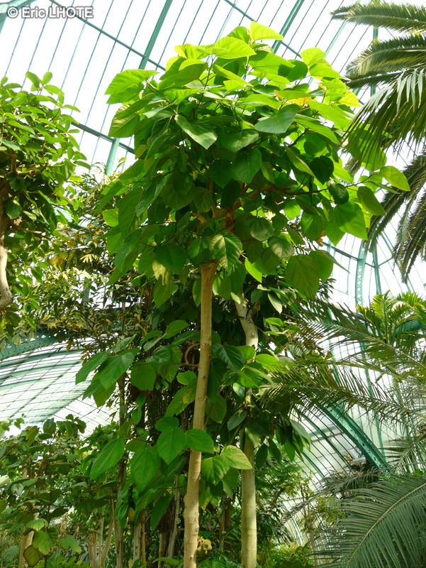  - Ficus auriculata - 