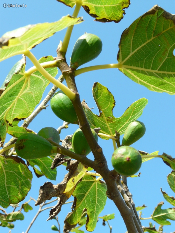  - Ficus carica - 