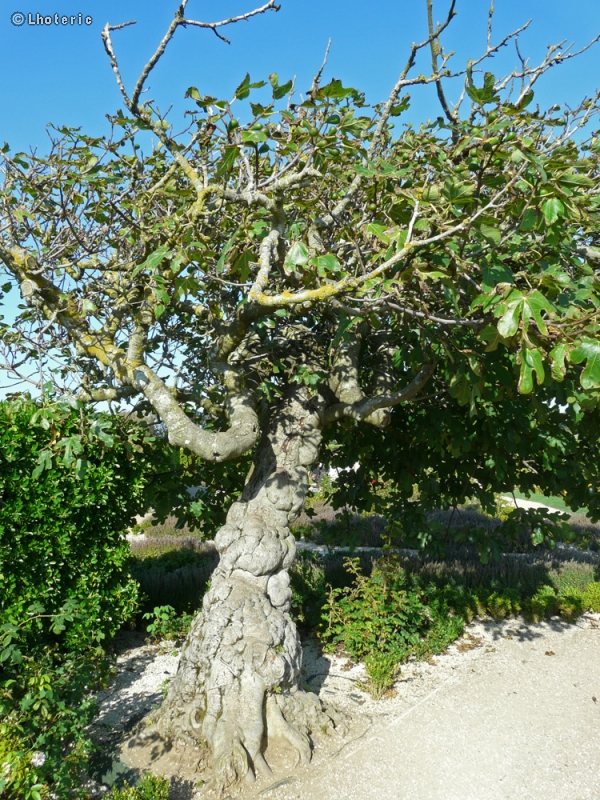  - Ficus carica - 