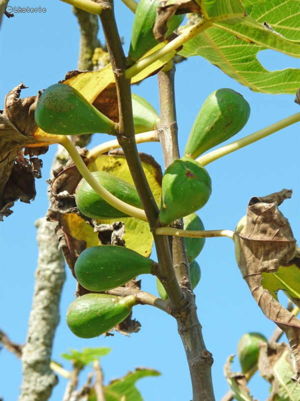  - Ficus carica - 