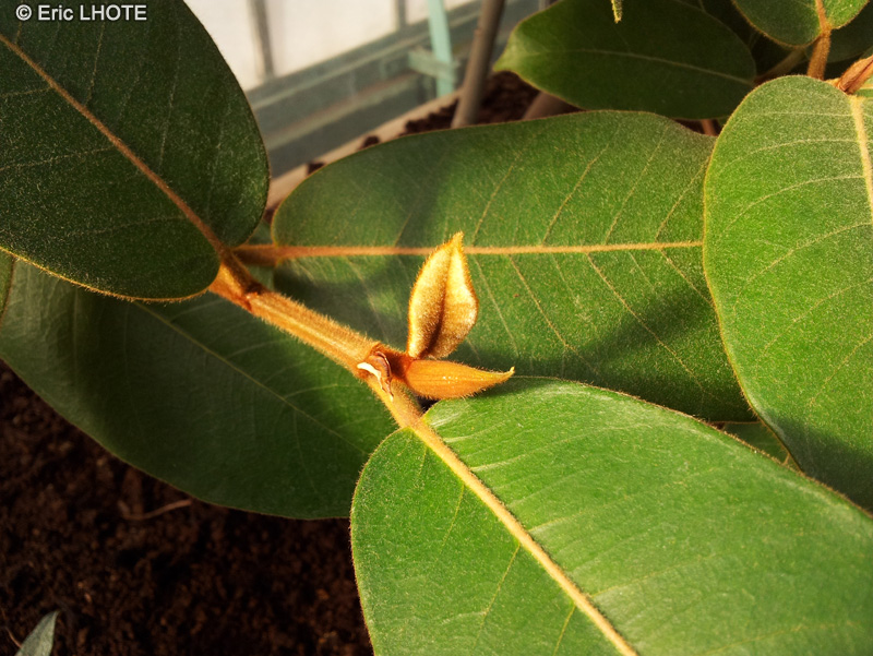  - Ficus ferruginea - 