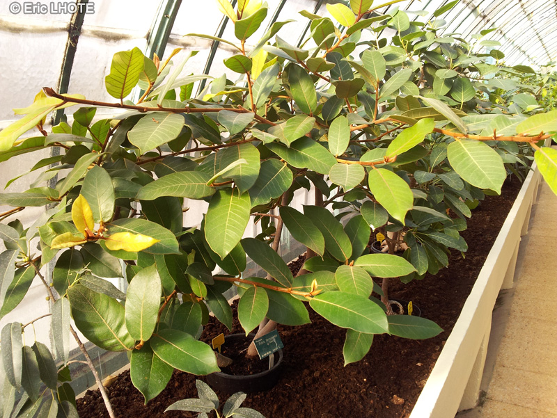 Moraceae - Ficus ferruginea - Ficus