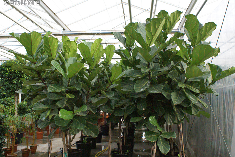Moraceae - Ficus lyrata - Figuier lyre