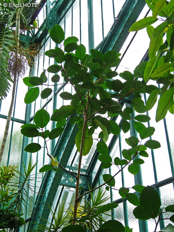 Moraceae - Ficus macrostyce - Figuier