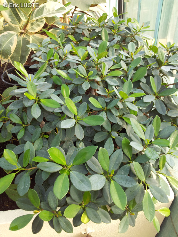 Moraceae - Ficus microcarpa var. crassifolia - Green mound