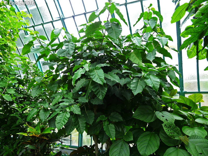 Moraceae - Ficus polita - Durumi