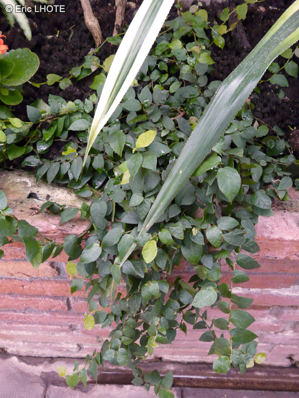  - Ficus repens, Ficus pumila, Ficus scandens - 