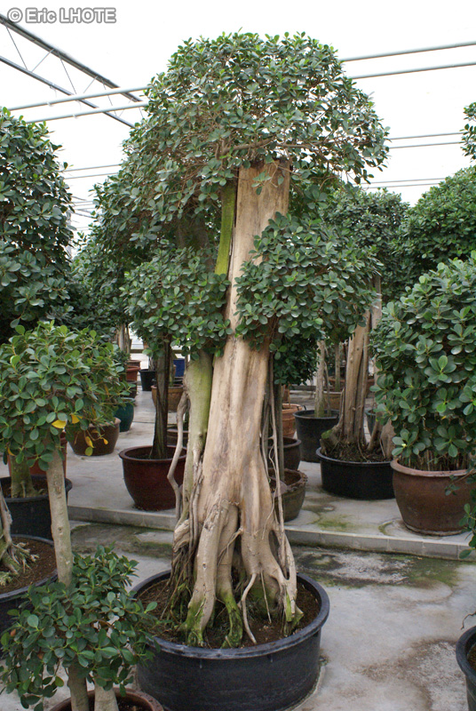  - Ficus rubiginosa, Ficus microphylla, Ficus retusa, Ficus nitida, Ficus microcarpa - 