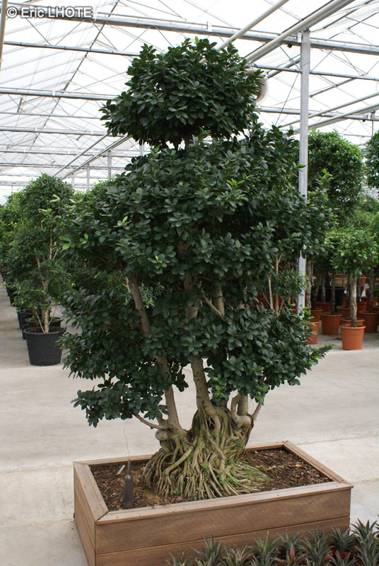  - Ficus rubiginosa, Ficus microphylla, Ficus retusa, Ficus nitida, Ficus microcarpa - 