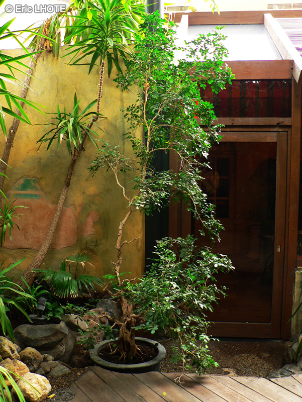 Moraceae - Ficus rubiginosa, Ficus microphylla, Ficus retusa, Ficus nitida, Ficus microcarpa - Banian de Malaisie