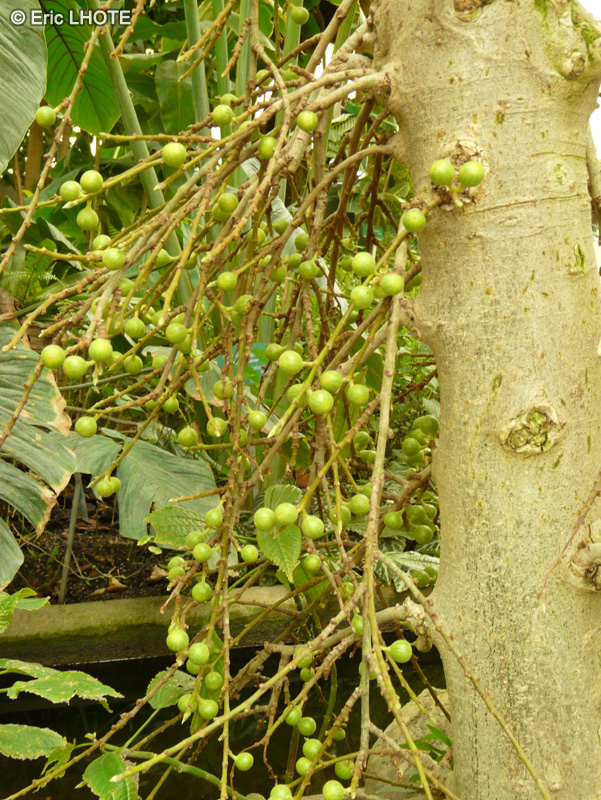  - Ficus sur - 