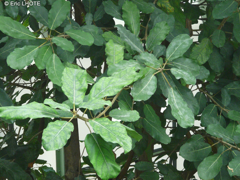  - Ficus vogelii - 
