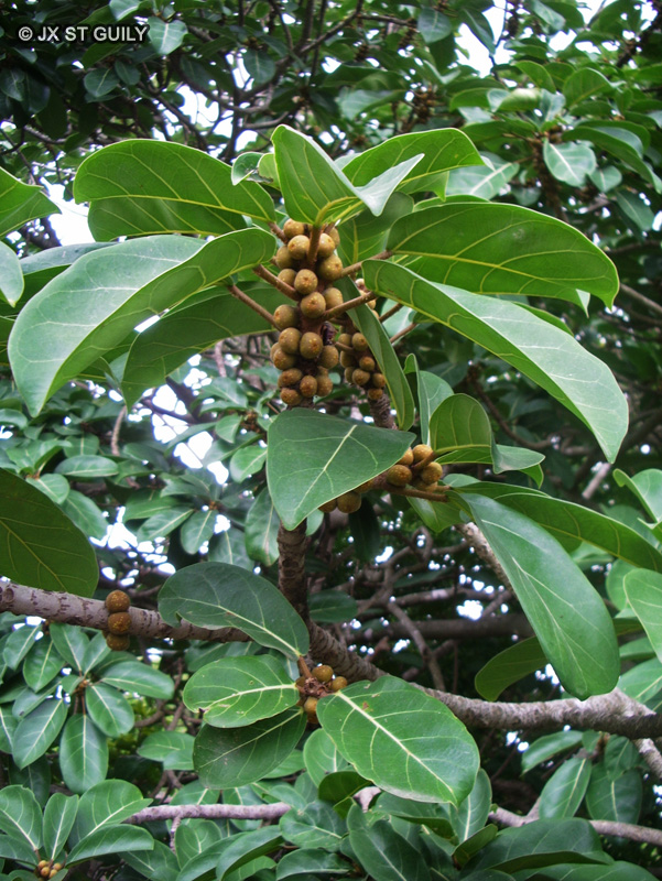  - Ficus vogelii - 