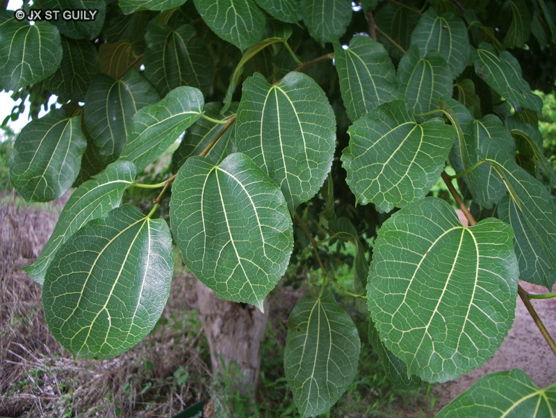 Moraceae - Morus mesozygia - Murier du S&eacute;n&eacute;gal, Difou