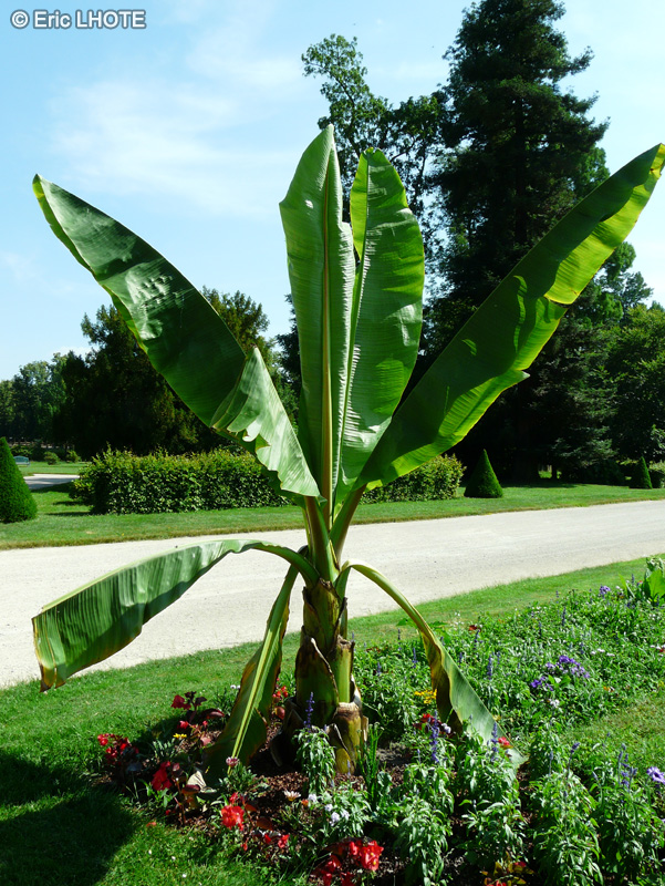  - Musa ensete - 
