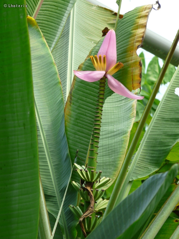  - Musa ornata - 