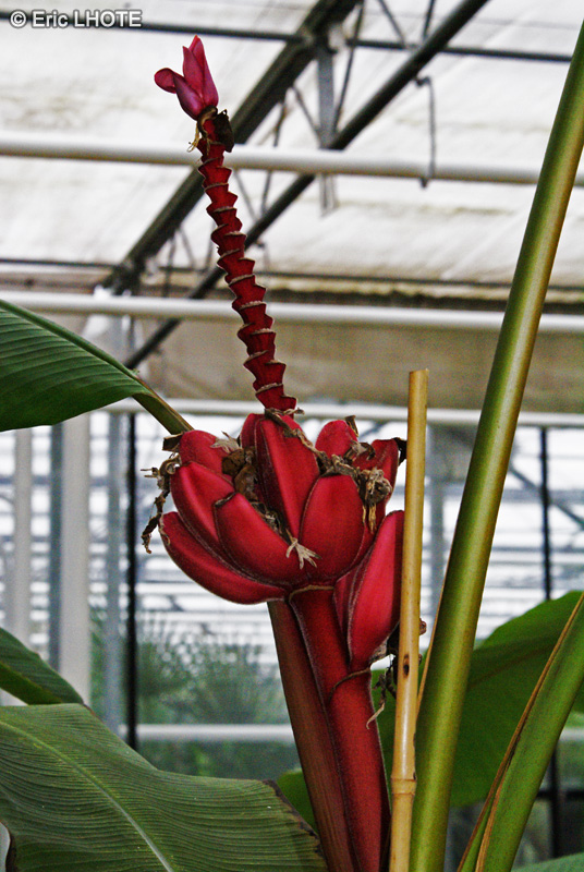 Musaceae - Musa ornata - Bananier d&rsquo;ornement
