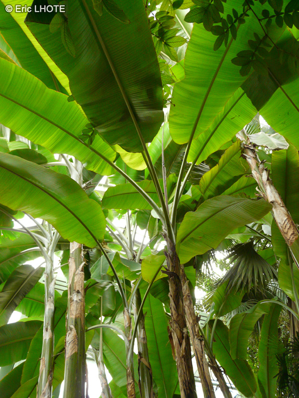  - Musa x paradisiaca - 