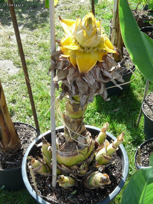 Musaceae - Musella lasiocarpa - Musella