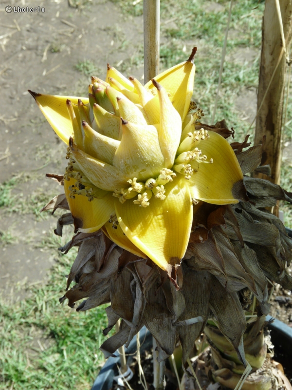  - Musella lasiocarpa - 