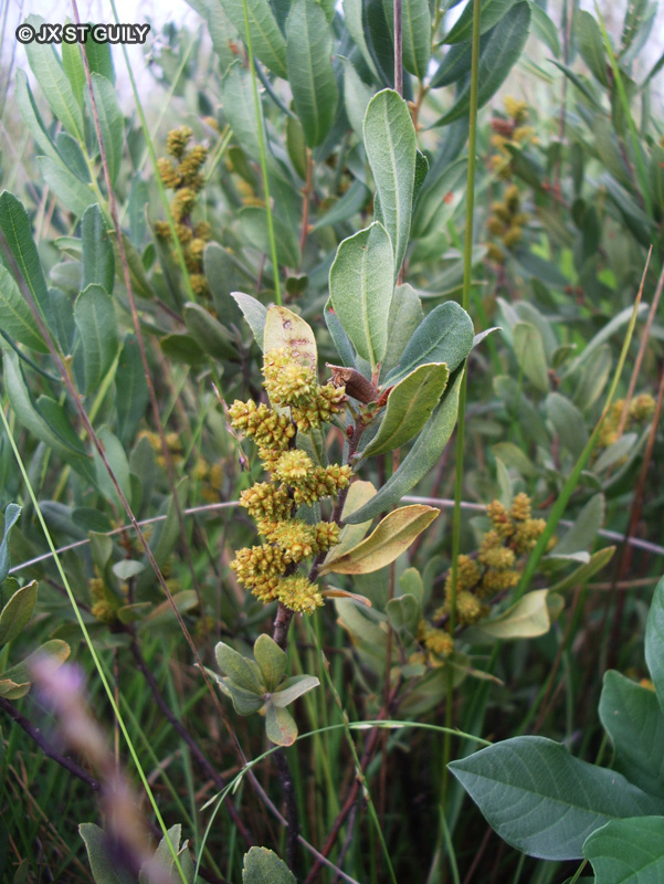 Myricaceae - Myrica gale - Piment royal, Myrte des marais, Myrte bâtard, Lorette, Galé odorant, Piment aquatique