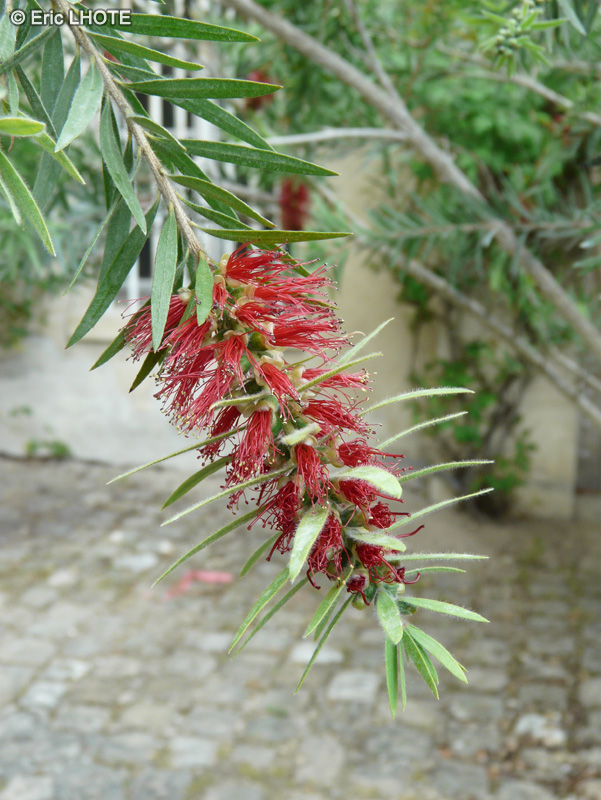  - Callistemon citrinus - 