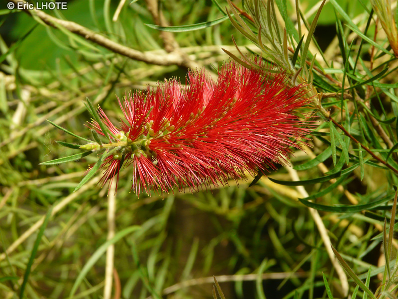  - Callistemon speciosus - 