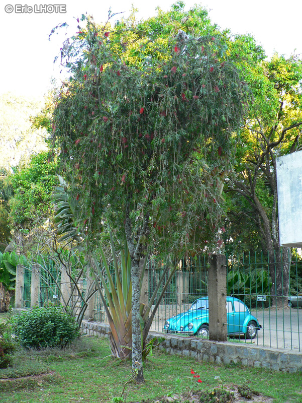 Myrtaceae - Callistemon viminalis - Rince-bouteille, Rince-biberon, Plante goupillon