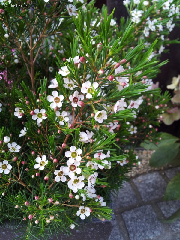Myrtaceae - Chamelaucium uncinatum - Fleur de cire, Waxflower