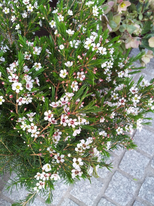  - Chamelaucium uncinatum - 