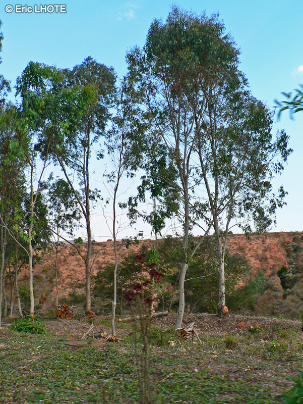 Myrtaceae - Eucalyptus globulus - Eucalyptus bleu, Gommier bleu, Arbre au koala, Arbre à la fièvre