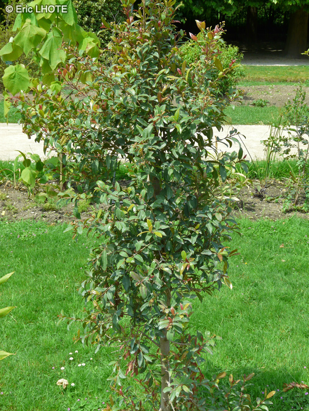  - Eugenia myrtifolia, Syzygium paniculatum - 