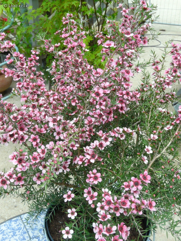  - Leptospermum - 