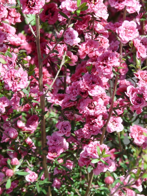  - Leptospermum - 