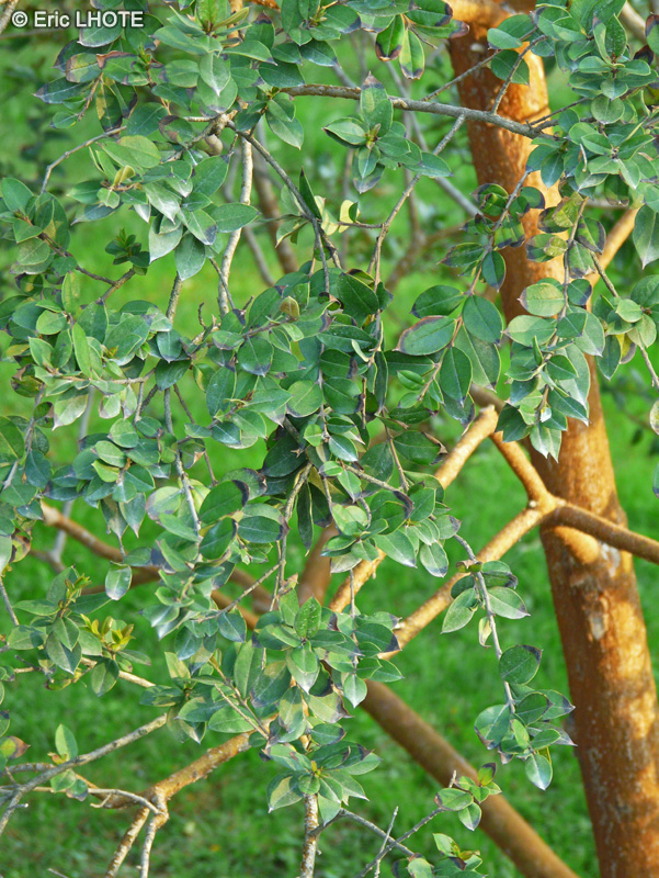  - Luma apiculata - 