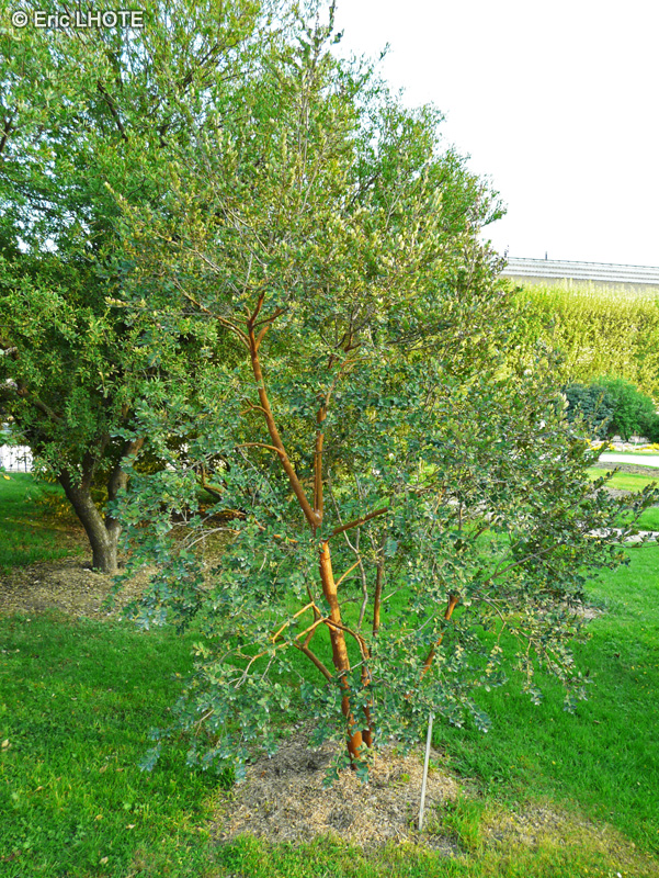  - Luma apiculata - 