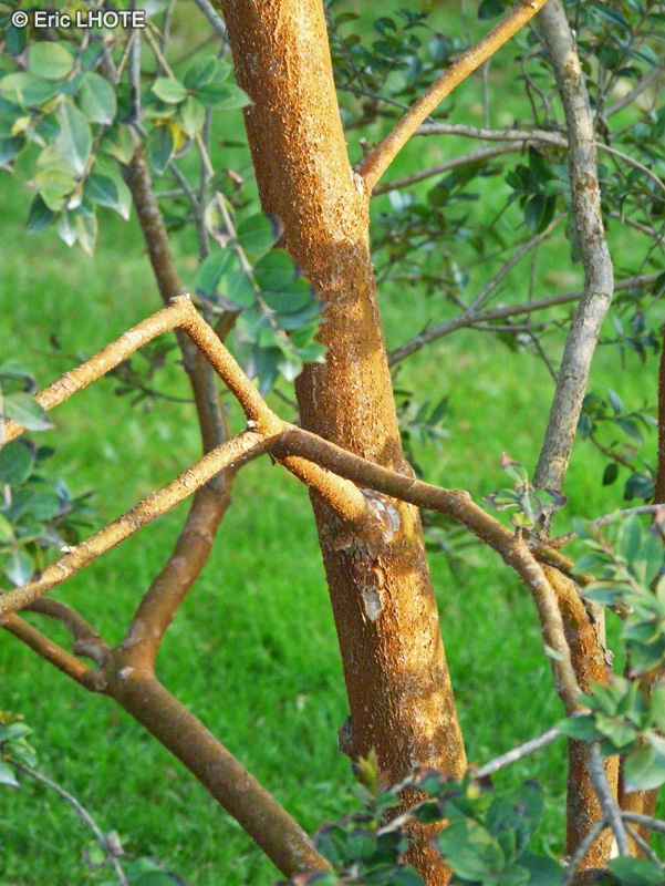 Myrtaceae - Luma apiculata - Myrte