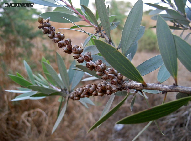 Myrtaceae - Melaleuca quinquenervia - Niaouli