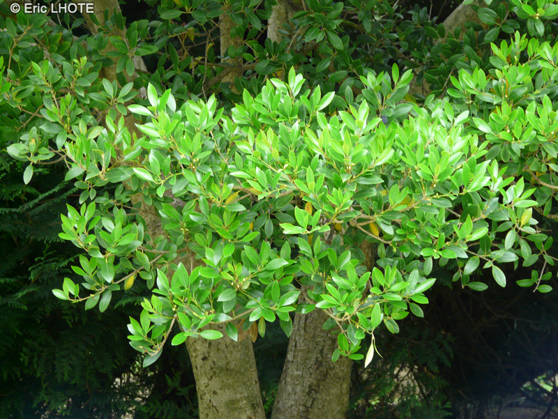  - Myrtus communis - 