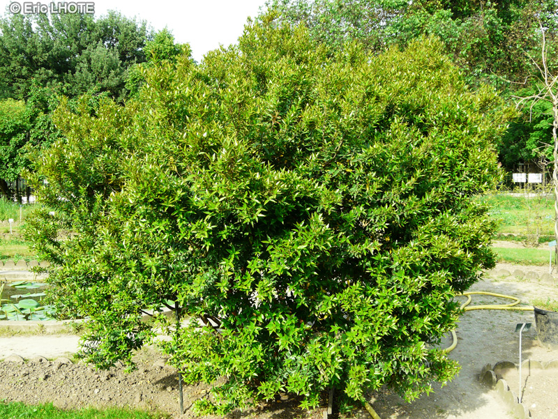 Myrtaceae - Myrtus communis - Myrte, Myrte commune, Myrte nerte