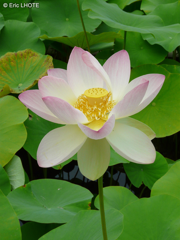  - Nelumbo nucifera - 