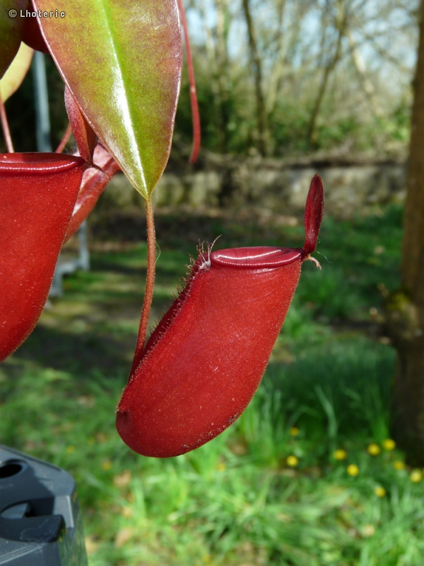  - Nepenthes Bloody Mary - 