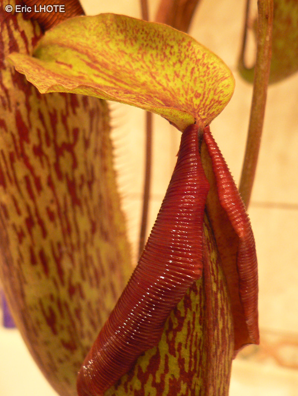  - Nepenthes Miranda - 