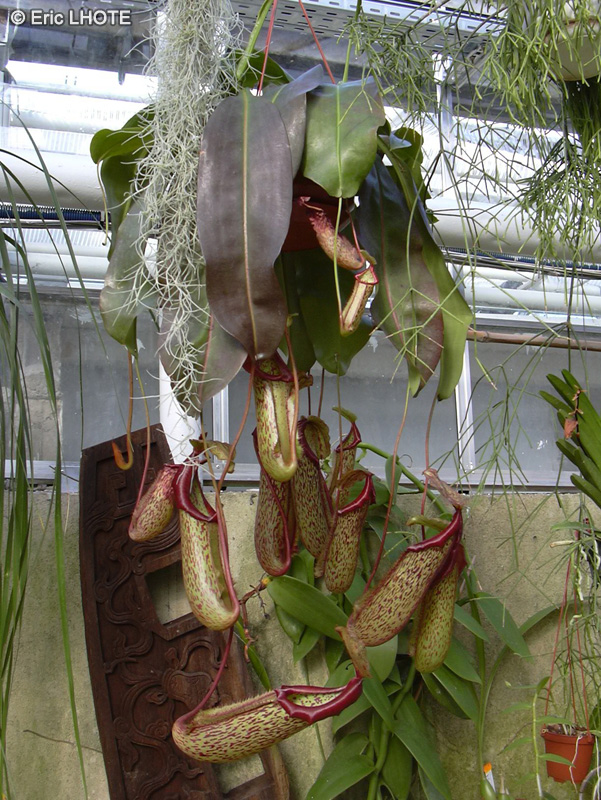  - Nepenthes Miranda - 