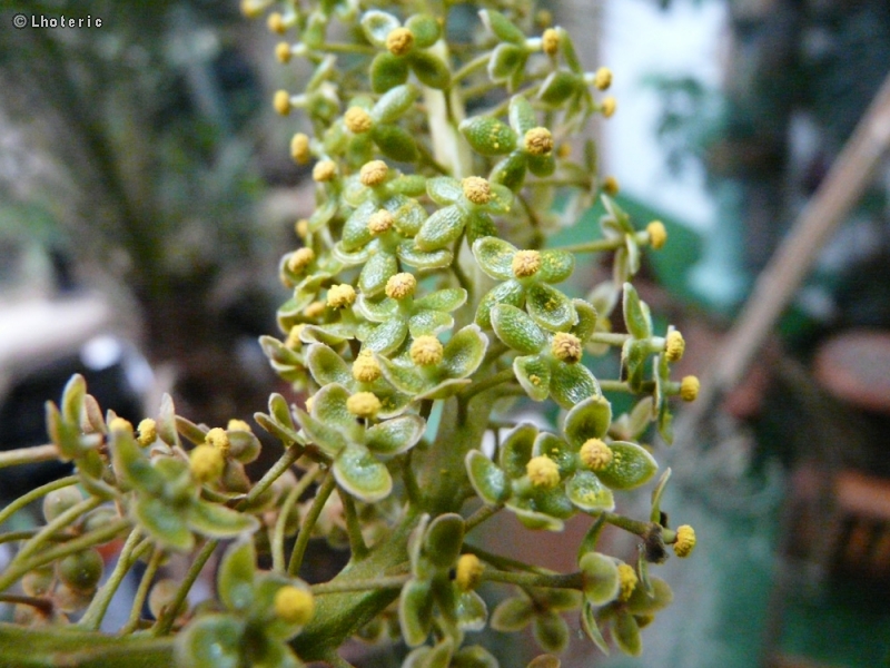  - Nepenthes Miranda - 