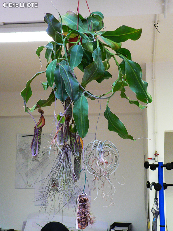 Nepenthaceae - Nepenthes Miranda - N&eacute;penth&egrave;s, Gourde du mineur